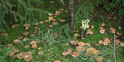 Kako kiseliti pečurke i volnuške za zimu na hladan i topao način